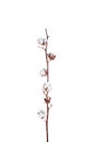 Branche with white fluffy cottons flowers isolated white background flat lay. Delicate light beauty cotton background.