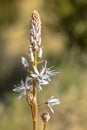 Branched Asphodel flowers in bloom