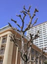 Dead tree in residential district of winter Tokyo