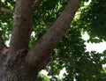 branched bonsai tree, very dense and thick wood