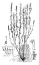 Branched, broomrape, destructive, dense, plant, flower, tabular vintage illustration