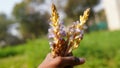 Branched Broomrape or Orobanche Ramosa plant with tiny round white leaves. White lush plant of Hemp Broomrape