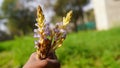 Branched Broomrape or Orobanche Ramosa plant with tiny round white leaves. White lush plant of Hemp Broomrape