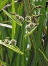 Branched Bur-reed Royalty Free Stock Photo