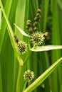 Branched bur reed