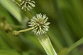 Branched bur-reed Royalty Free Stock Photo
