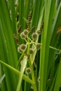 Branched Bur-reed Flowers and Brown Buds Royalty Free Stock Photo