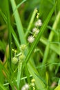 Branched Bur Reed   50812 Royalty Free Stock Photo