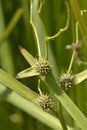 Branched bur-reed Royalty Free Stock Photo