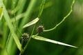 Branched bur reed, Sparganium erectum. Royalty Free Stock Photo