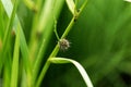 Branched bur reed, Sparganium erectum. Royalty Free Stock Photo