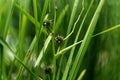 Branched bur reed, Sparganium erectum. Royalty Free Stock Photo