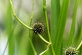 Branched bur reed, Sparganium erectum. Royalty Free Stock Photo