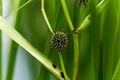 Branched bur reed, Sparganium erectum. Royalty Free Stock Photo