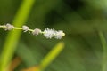 Branched bur reed, Sparganium erectum. Royalty Free Stock Photo