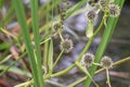 Simplestem bur-reed Sparganium erectum spiky white flowers Royalty Free Stock Photo