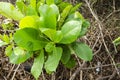 Young Branch of the Terminalia Catappa Almond Tree