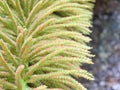 Branched inflorescences of the mammoth leaf Gunnera manicata Royalty Free Stock Photo