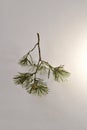 Branched pine branch with sparse needles and cones