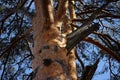 branched pine trunk against the blue sky