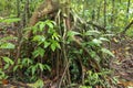 Branched root system of a tropical tree in the rainforest. Roots protruding above the surface of the soil. Tropical vegetation Royalty Free Stock Photo