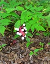 White Baneberry bush foliage and berry cluster