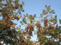 The branched top of a rowan tree with ripening red berries surrounded by green foliage. Beautiful outdoor photography. Sunny day.