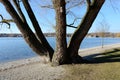 Branched tree at the lake 3 Royalty Free Stock Photo