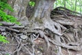 branched tree root