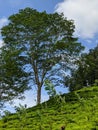 A branched tree in a sloping tea estate in Sri Lanka