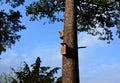 on a branched tree is a wooden birdhouse attached to a