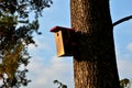 on a branched tree is a wooden birdhouse attached to a