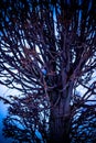 Branched trees in the park, sunset, winter