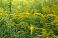 Branched yellow inflorescences of Solidago canadensis