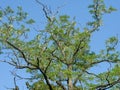 The branches of acacia with flowers against a cloudless blue spring sky Royalty Free Stock Photo