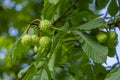 Branches of Aesculus hippocastanum with leaves and ripening spiny fruits called horse chestnuts, detail of conker tree