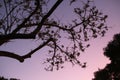 Tree branches and bright purple sunset sky. Garden Route, South Africa. Royalty Free Stock Photo