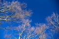 Branches against the blue sky. Royalty Free Stock Photo