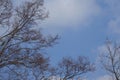 Branches against the blue sky. Royalty Free Stock Photo