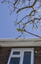 Branches against a blue sky, a house in the background. Royalty Free Stock Photo