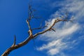 Branches against the sky.