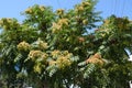 Branches of Ailanthus altissima against the sky