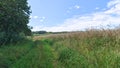 Branches of alder and wild apple trees lean over the dirt road and the edge of an agricultural field with ears of ripe rye. A mixe Royalty Free Stock Photo