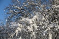 Branches of an almomd tree covered with snow on the blue sky background Royalty Free Stock Photo