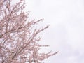 The branches of an almond tree (Prunus Dulcis) full of beautiful flowers Royalty Free Stock Photo