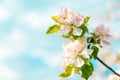 Branches of apple blossom on a blue background, blurred background, close up, selective focus Royalty Free Stock Photo