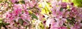 Branches of apple blossoming crab pink flowers. Apple blossom panorama wallpaper background banner