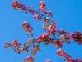 Branches of apple blossoming, pink flowers. Apple blossom panorama wallpaper background. Spring flowering garden fruit tree Royalty Free Stock Photo