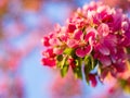 Branches of apple blossoming, pink flowers. Apple blossom panorama wallpaper background. Spring flowering garden fruit tree Royalty Free Stock Photo