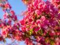 Branches of apple blossoming, pink flowers. Apple blossom panorama wallpaper background. Spring flowering garden fruit tree Royalty Free Stock Photo